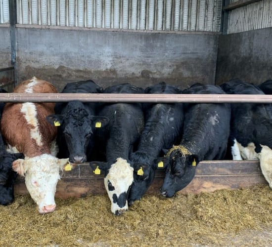 Video: What weight should I start to finish dairy-beef heifers at?