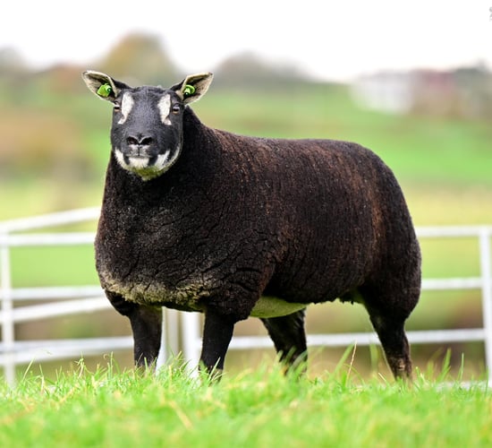 Shades of Autumn pedigree female sale gets underway