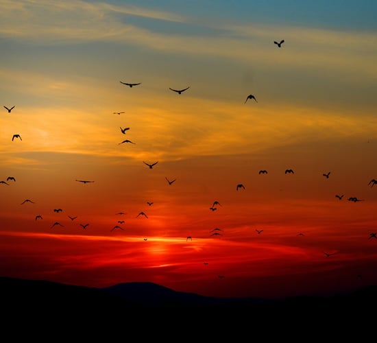 DAFM: Low levels of bird flu in wild birds at this time