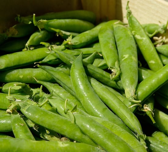 Are peas worth a look within a tillage rotation?