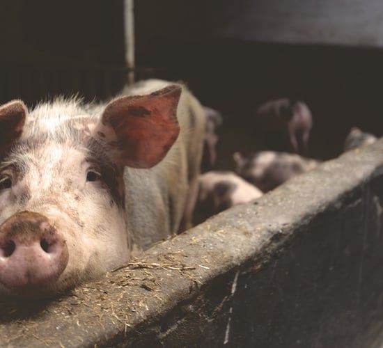 Report: Return to profitability in global pork production