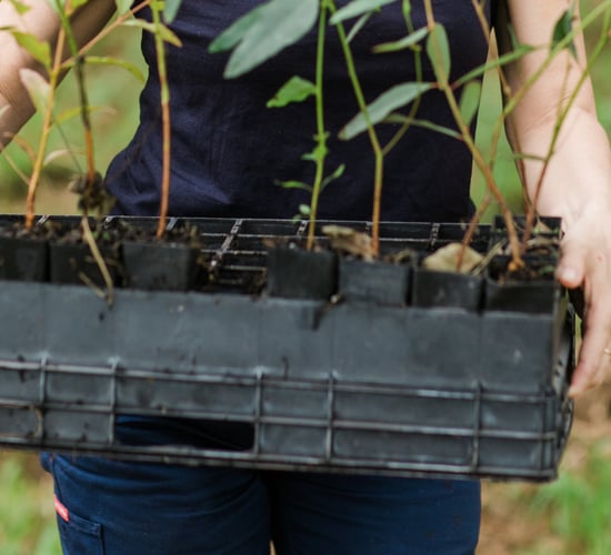 163 planting licences issued since new Forestry Programme