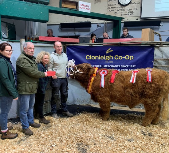 Report: Stranorlar rare breed cattle show and sale