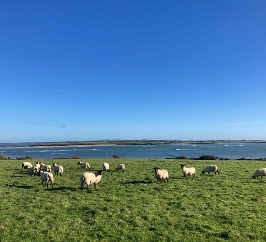 Cllr says farmers in Donegal are 'tortured' by consistent dog attacks