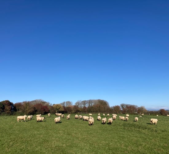 Sheep trade: Lamb prices see a rise of 10c/kg in cases