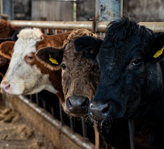Breed societies seek delay in rollout of ICBF index changes