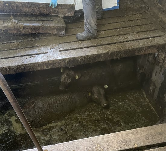 Close call as slats give way in livestock shed on Offaly farm