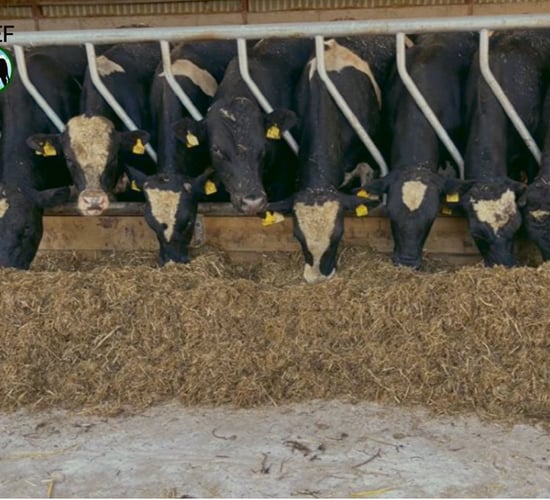 Watch: The danger of overpacking your cattle shed