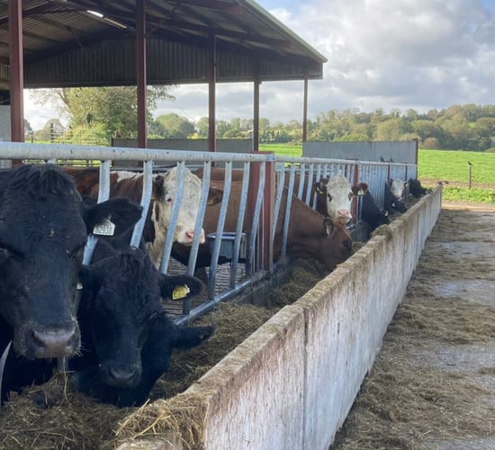 ABP Demo Farm: Cattle, calf, sheep and grass performance