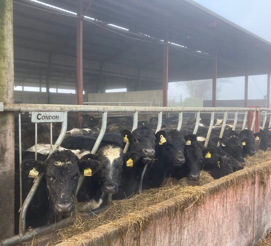 ABP Demo Farm: Cattle kill out results and weanling weights