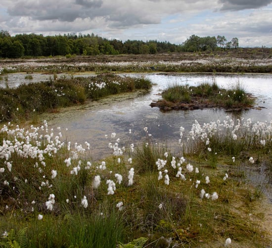 National Peatland Centre of Excellence planned for Galway
