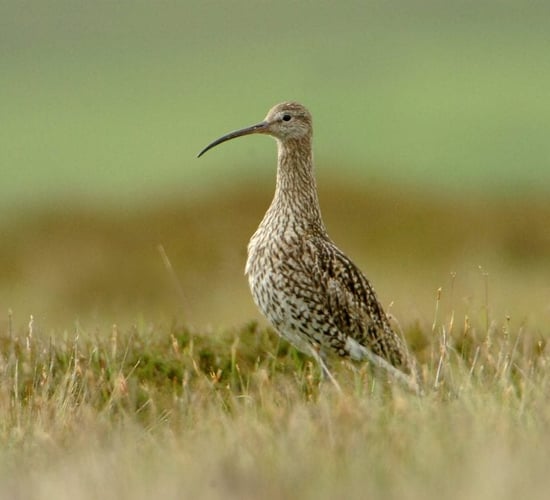 BirdWatch Ireland calls for new Wildlife Crime Unit