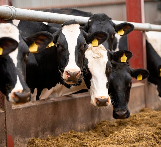 Scale of mycotoxin challenge in silage higher in 2023
