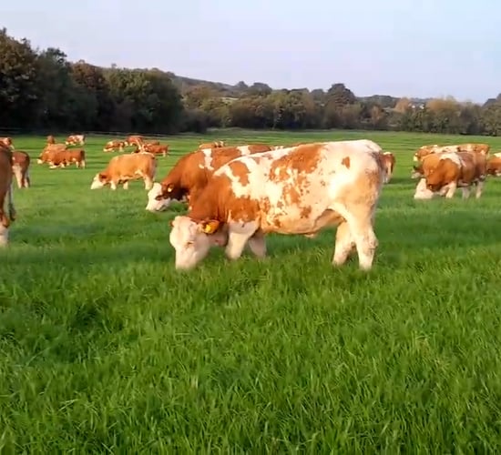 Portumna Mart to host Fleckvieh herd dispersal