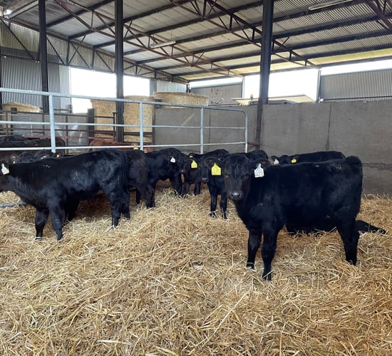 Dairy and beef farmer event at Fermoy Mart to focus on calf quality