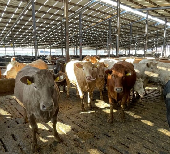 Beef Focus revisited: Meath beef farm finishing 5,000 cattle/year
