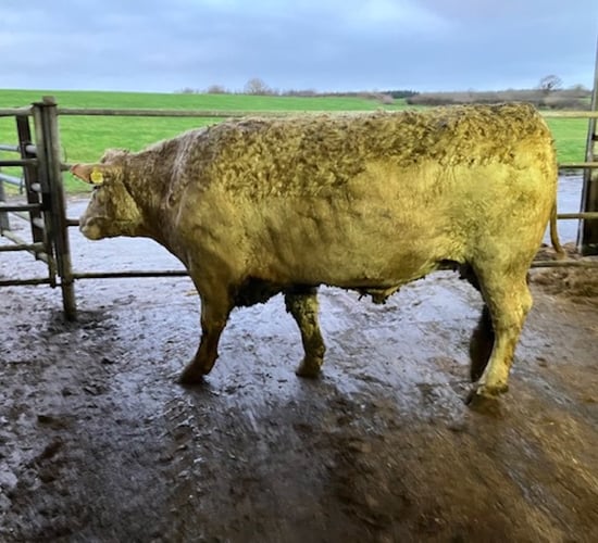 Farmer to donate proceeds of Angus bullock sale to Dublin hospital