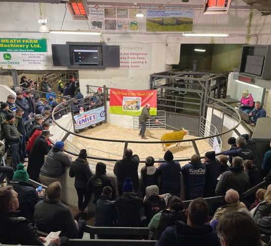 Texel Twilight sale: Top price of €4,500 goes to Meath flock