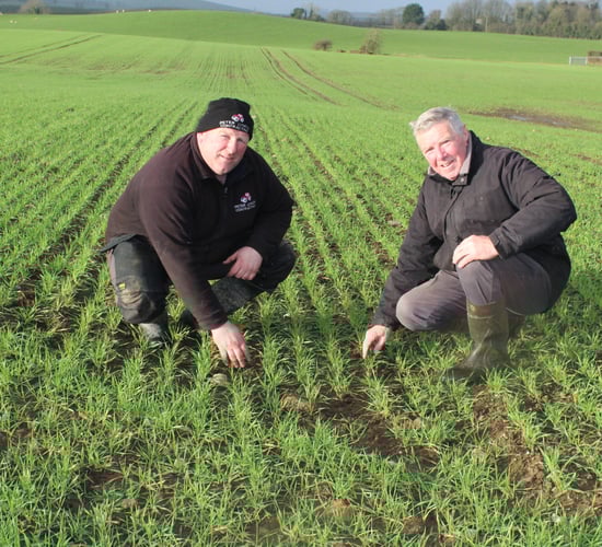 Growing winter malting barley in Co. Donegal