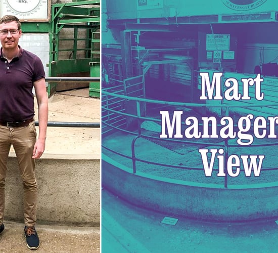 Enniscorthy mart manager on cattle prices and trade trends