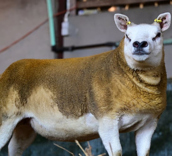 Texel Festive Crackers in-lamb sale returns to Ballymena