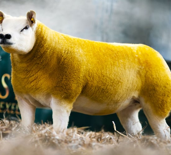 North East Texel Twilight sale set for Carnaross Mart
