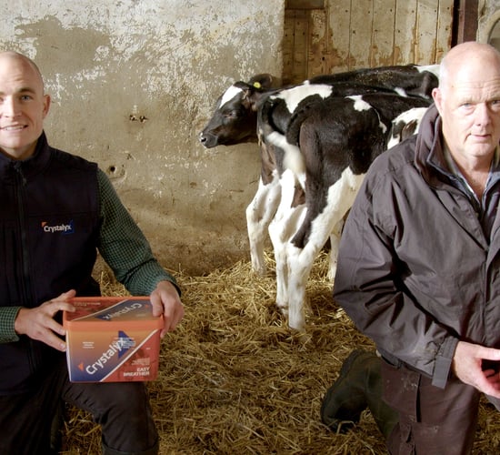 Respiratory problems fast-increasing within calf sheds