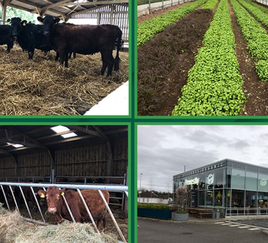 Beef focus revisited: Organic Dexter beef in west of Ireland