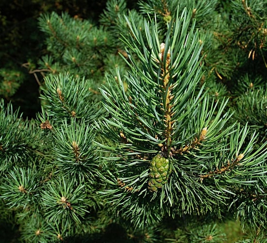 DAFM confirms first finding of non-European bark beetle in Ireland