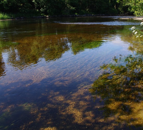 Wildlife charity calls for 'urgent action' on NI water quality