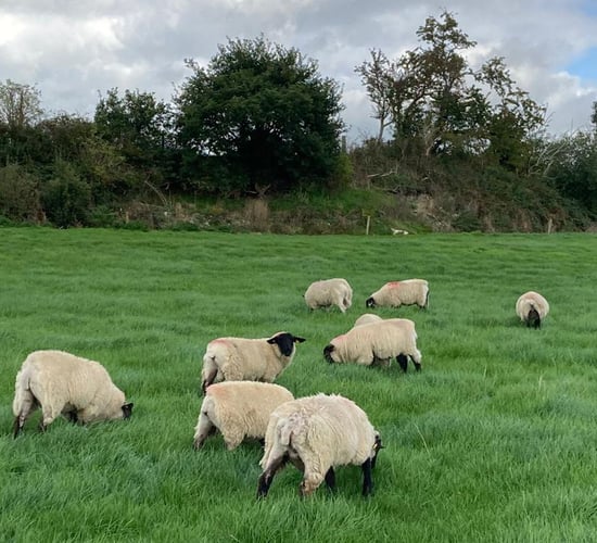 Factories urged to stop 'relentless cuts' to lamb prices