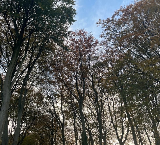 Forestry knowledge events to take place across Ireland early 2024
