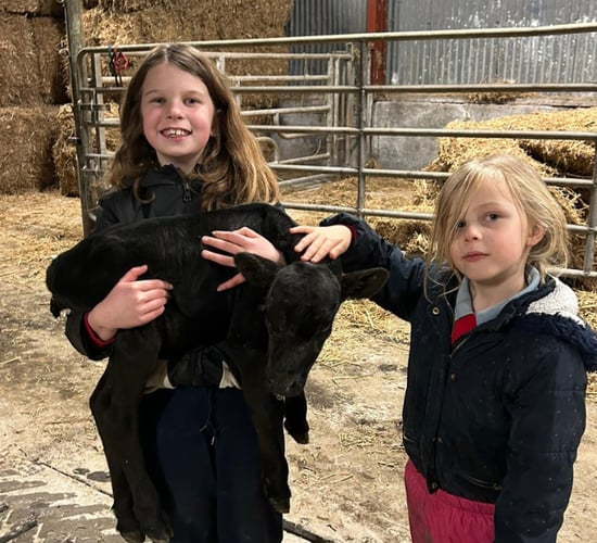 Over 5 weeks premature calf 'hardy and doing well' in Galway