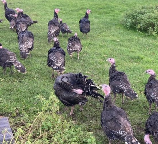 Farmer shares the tale of the turkey from farm to plate