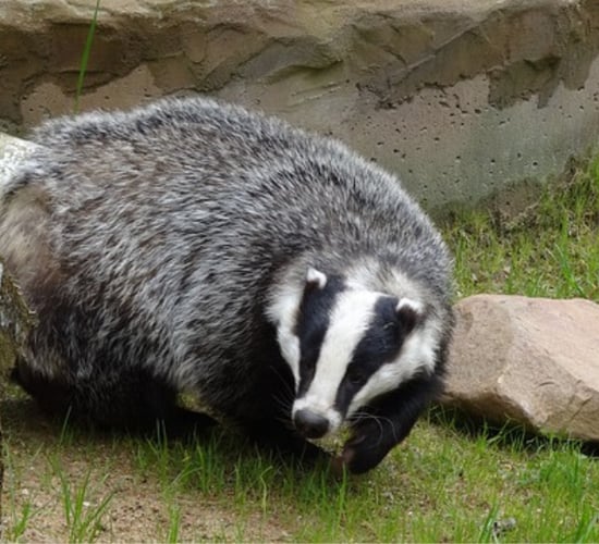Over 7,800 badgers captured for vaccination this year