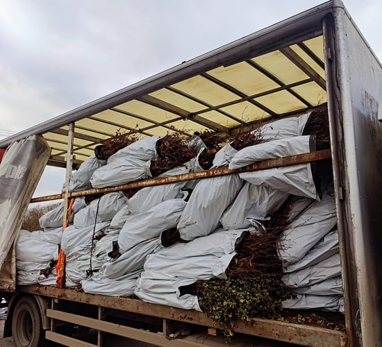 1.4m hawthorn/whitethorn plants imported in 2024