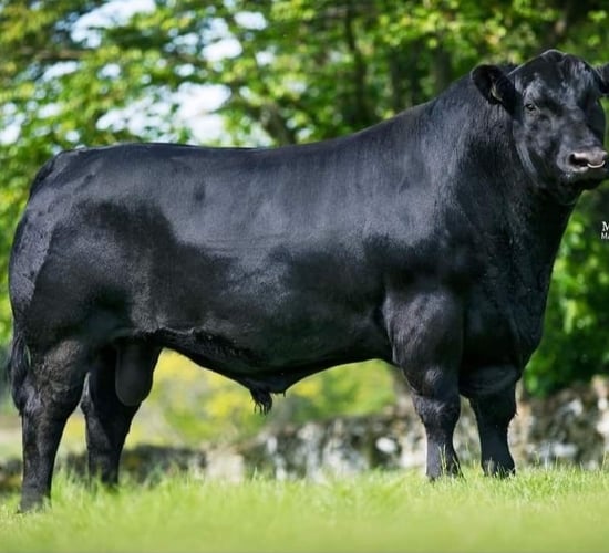 Unique format Angus genetics sale set for this weekend
