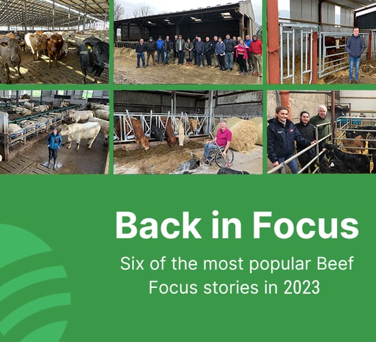 Beef Focus revisited: 6 farms back in focus for Christmas