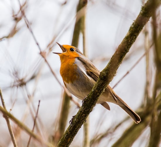 Annual Irish garden bird survey to kick off next week