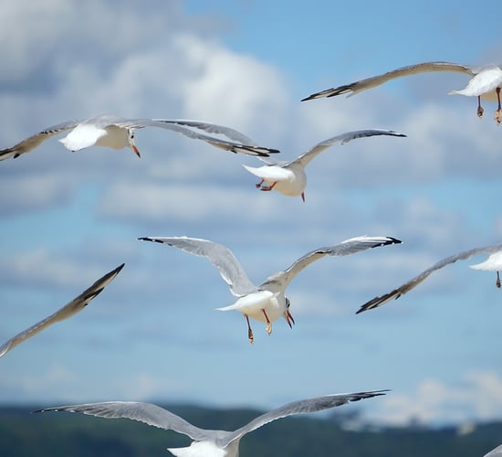 Minister sounds warning after recent bird flu detections in the wild