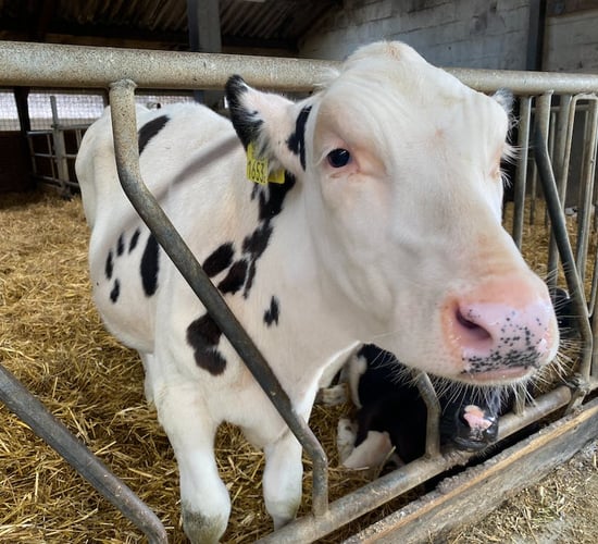 Calls for 'straw bedding and stock-boarded pens' for calves at marts