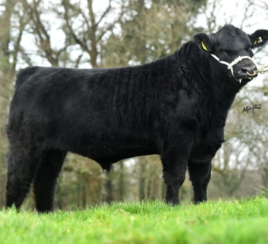 Elite Breed Improvement Programme aims to reduce GHG