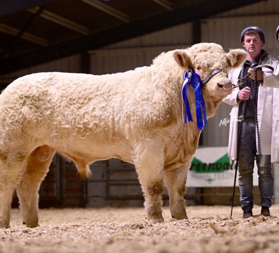 Charolais Christmas Cracker sees top-price go to Ballina breeders