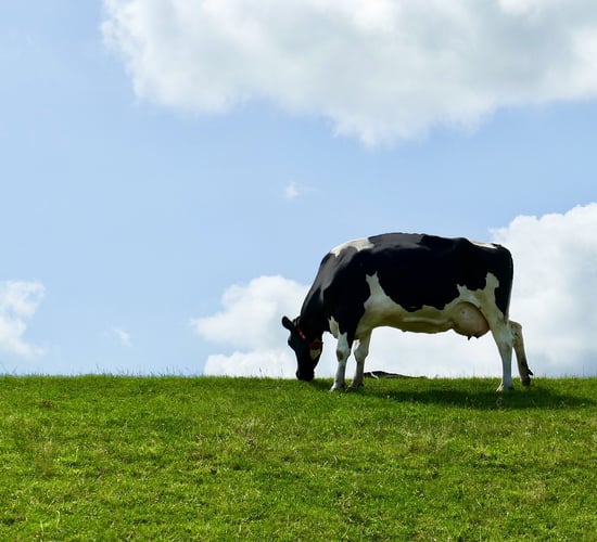 British dairy production set to rise in 2025 - AHDB