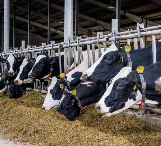 Conception rates in autumn-calving cows at high levels