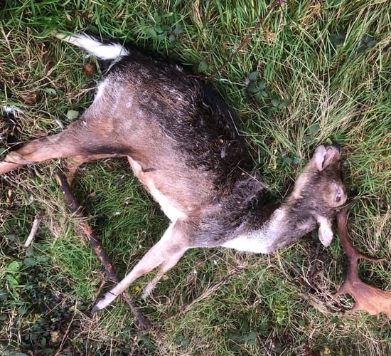 Public urged to report deer culling crime amid 'surge'