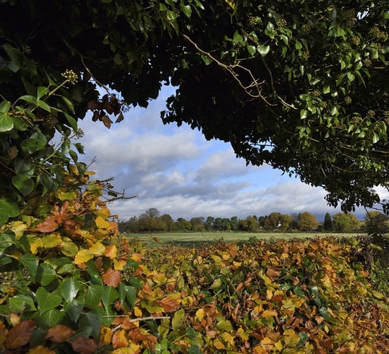 Bill introduced to Dáil seeks to protect 'significant hedgerows'