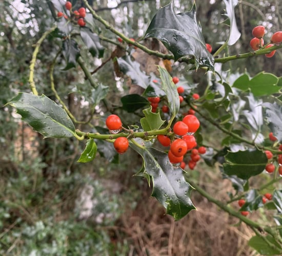 Reflection: Holly - the first sign of Christmas