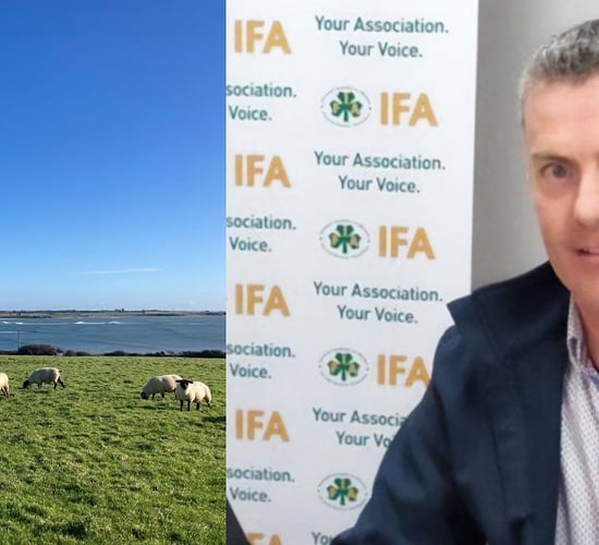 Bluetongue a 'big concern' for Irish sheep farmers in 2024