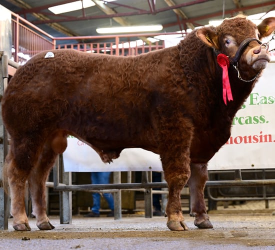 Westmeath breeders take top price at Athenry Limousin sale